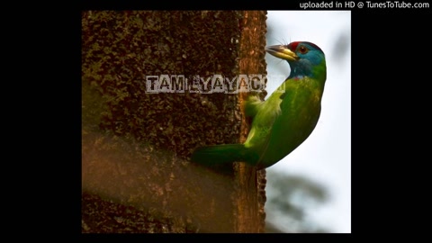 Kothumani Muthumani Song Poster